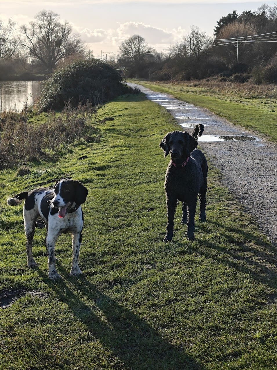 Jackson and Coco on a walk along the canal path