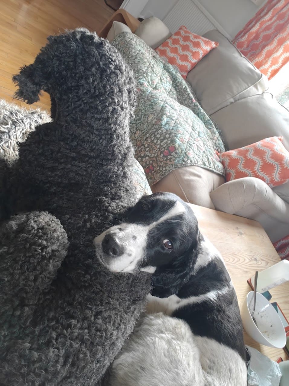 Coco and Jackson cuddled up together on the sofa