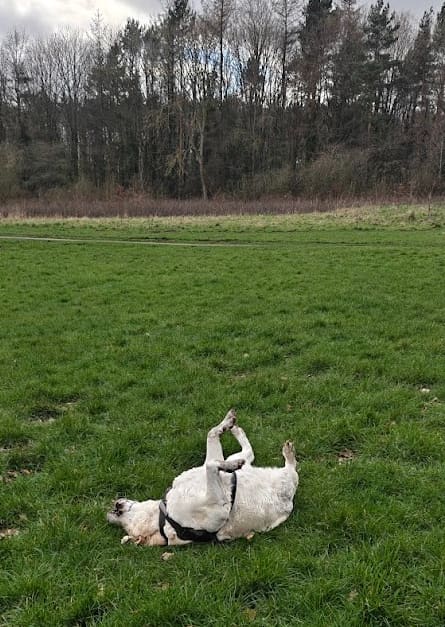 Coco rolling around on the grass in a field