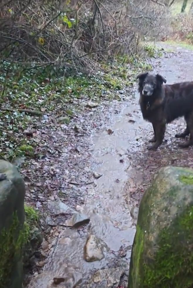 Bernie on a muddy countryside path